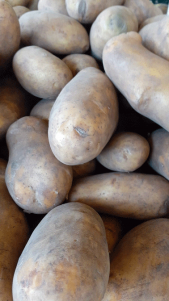 Kartoffeln Allianz - Festkochend 2,5 kg