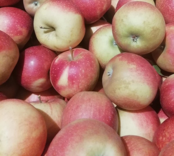 Äpfel - Wellant 2,5 kg - Feinschmecker- allergenarm