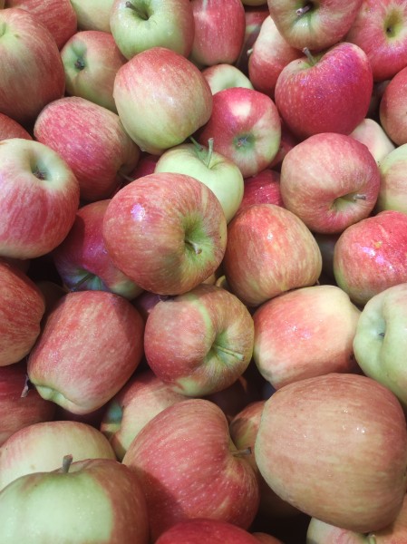 Delbar - Delbarestivale-Apfel neue Ernte 2026 ab mitte August, 29,99
