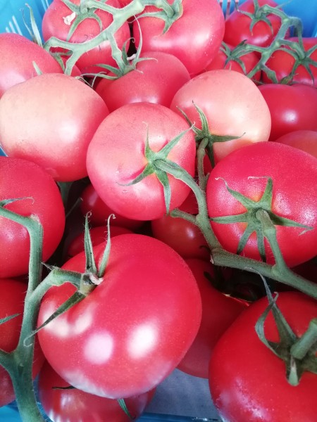 Tomaten Strauch 500g