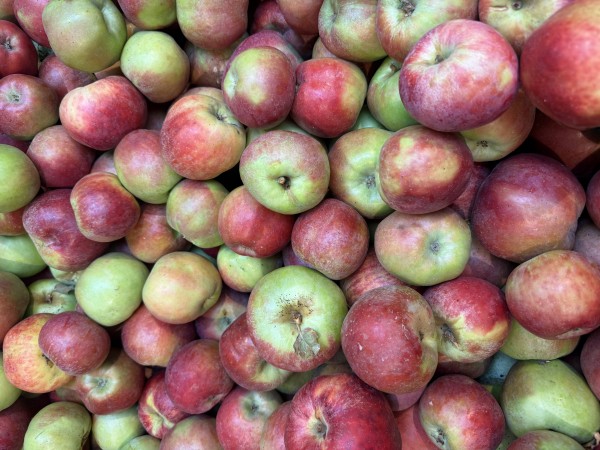Roter Gravensteiner-Alte Sorte-Königlicher Duftapfel-sehr Aromatisch