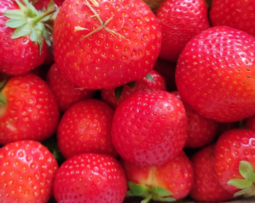 freshfairfood_Startseite_Banner-Hauptbild_Erdbeeren-500x398