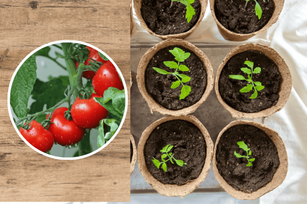 freshfairfood_Blog-Tomatenpflanzen
