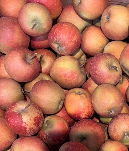 Rubinette - -Apfel -Kinder-Allergiker- ab mitte August, 29,99