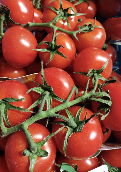 Tomaten Strauch