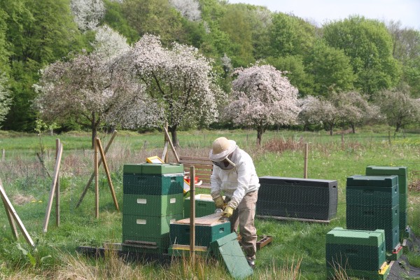 am-Bienenstand-061