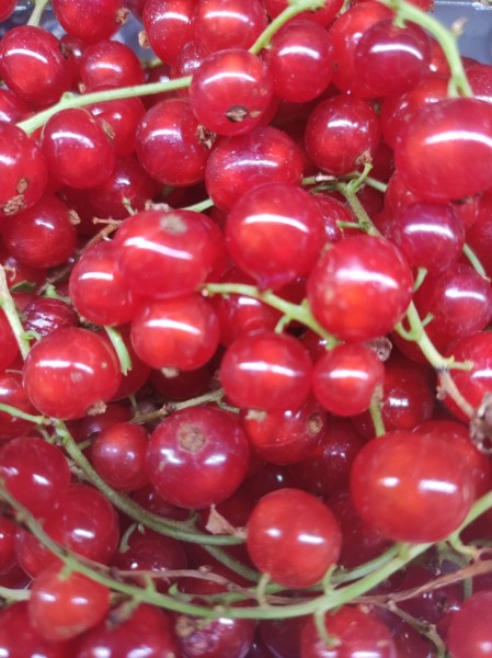 Johannisbeeren 400g